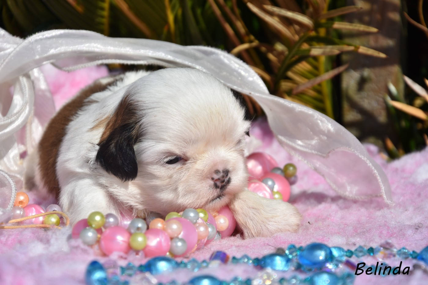 de la plaine du Jaelma - Chiots disponibles - Shih Tzu