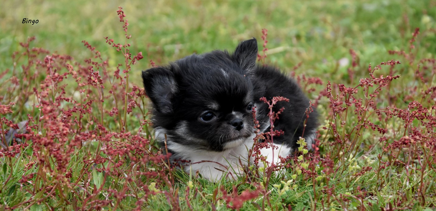 de la plaine du Jaelma - Chiots disponibles - Chihuahua