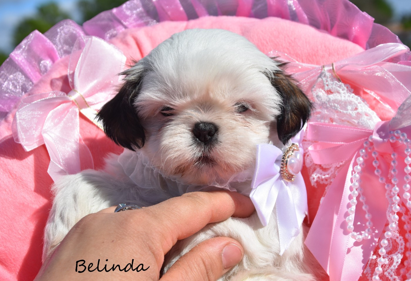 de la plaine du Jaelma - Chiots disponibles - Shih Tzu