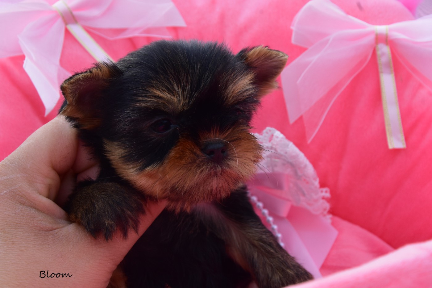 de la plaine du Jaelma - Yorkshire Terrier - Portée née le 14/03/2026