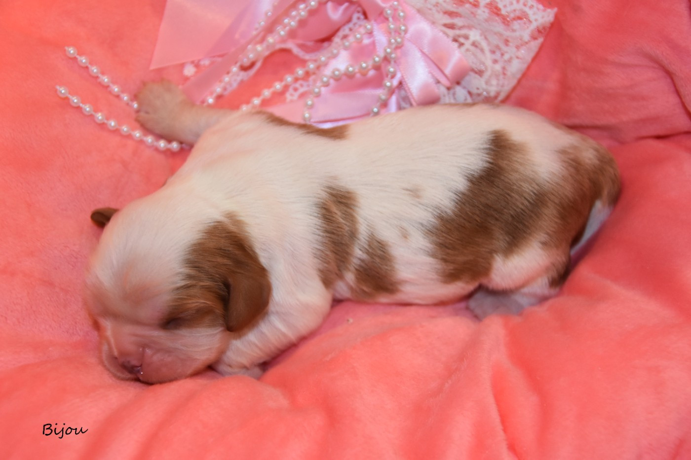de la plaine du Jaelma - Chiots disponibles - Cavalier King Charles Spaniel