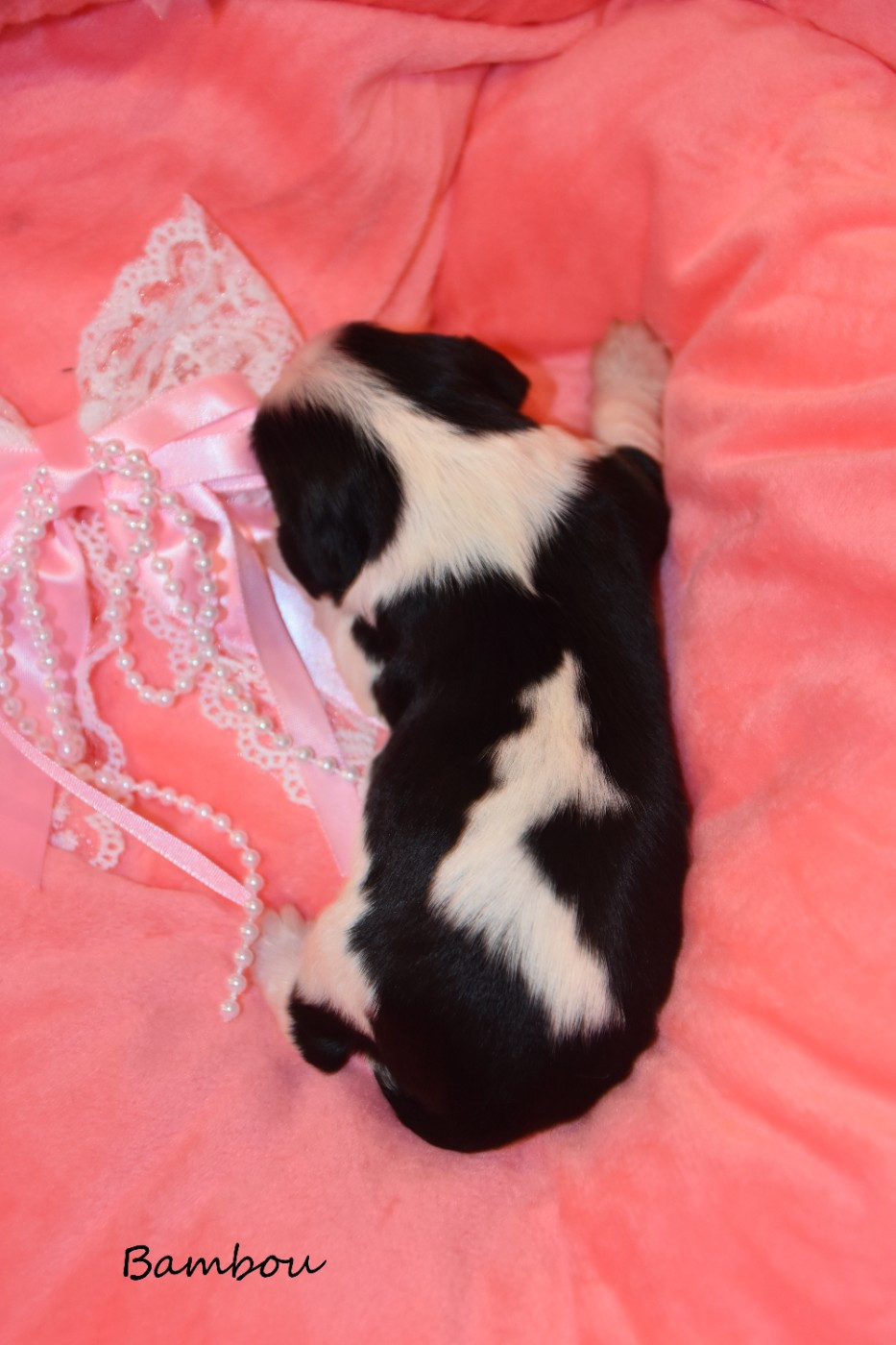 de la plaine du Jaelma - Chiots disponibles - Cavalier King Charles Spaniel