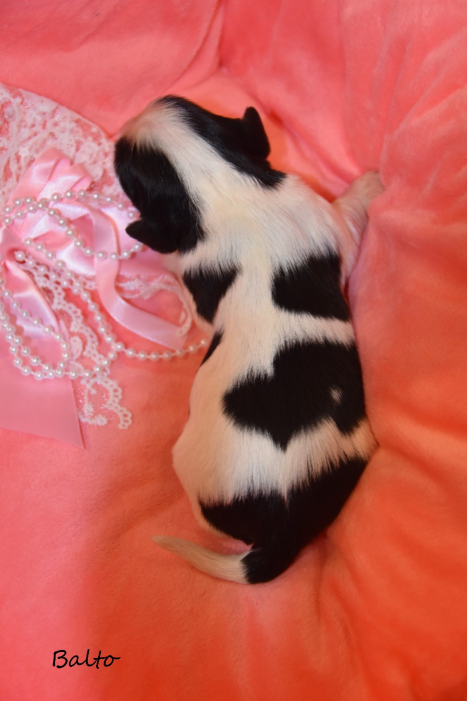 de la plaine du Jaelma - Chiots disponibles - Cavalier King Charles Spaniel