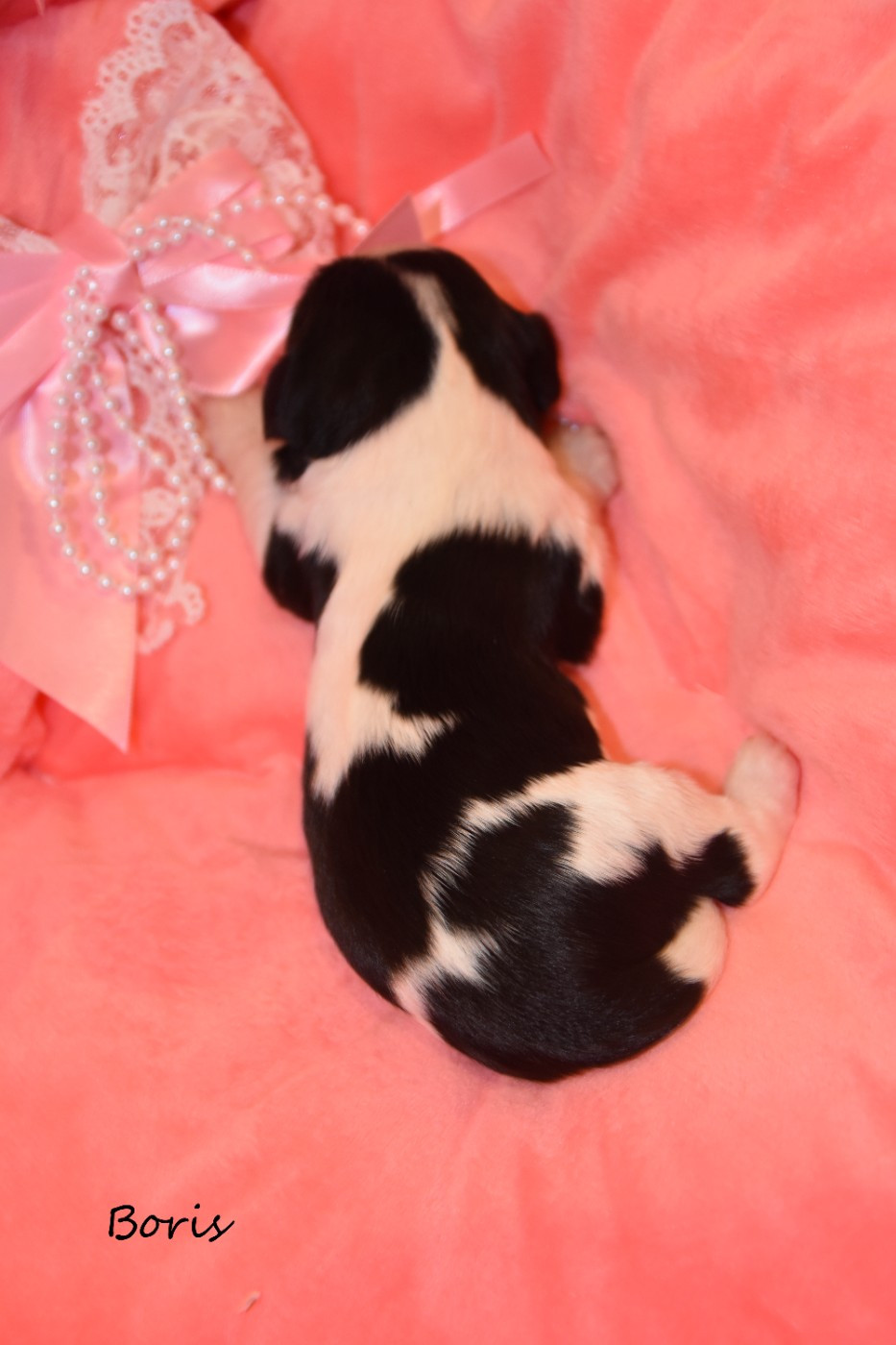 de la plaine du Jaelma - Chiots disponibles - Cavalier King Charles Spaniel