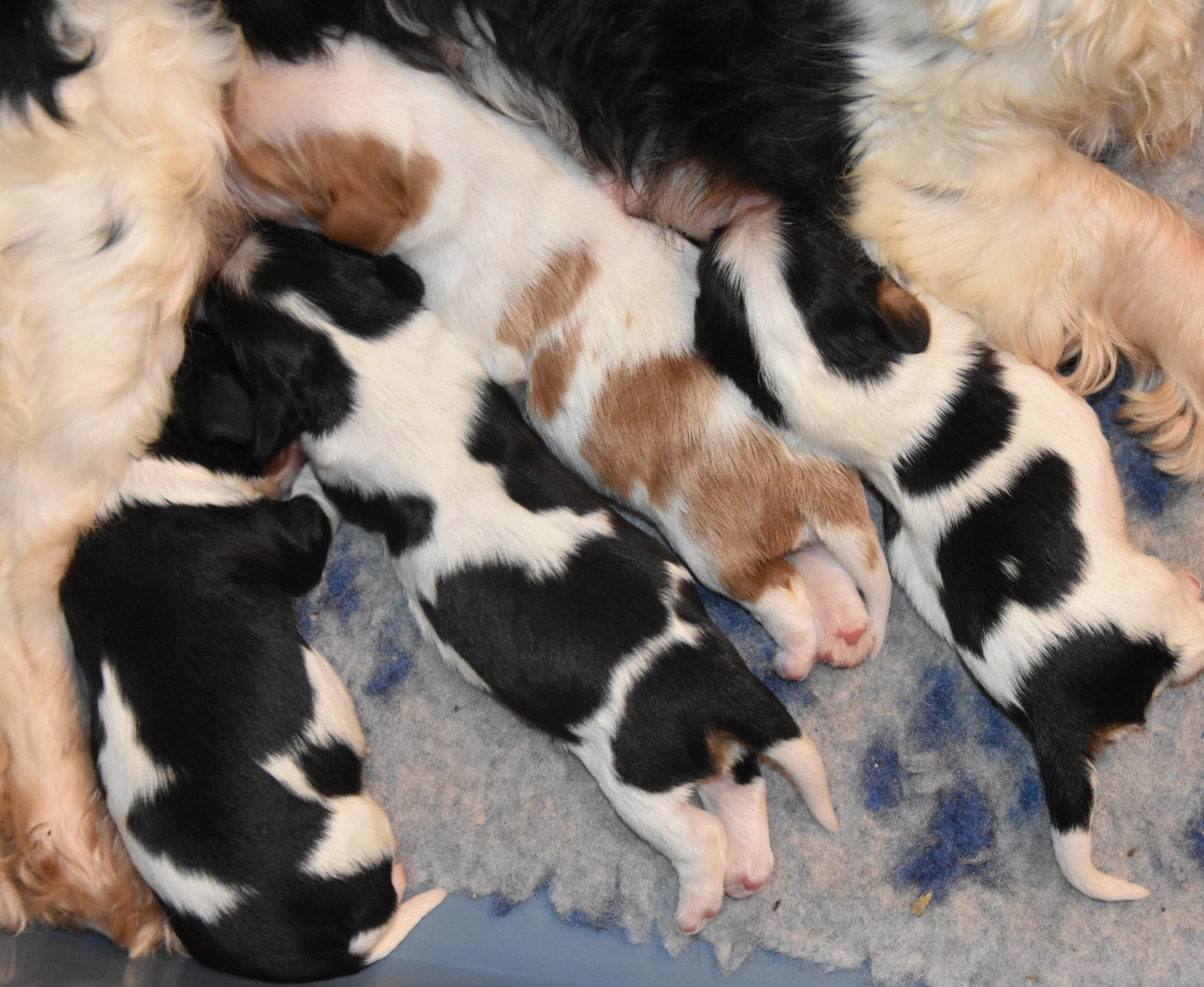 Chiot Cavalier King Charles Spaniel de la plaine du Jaelma