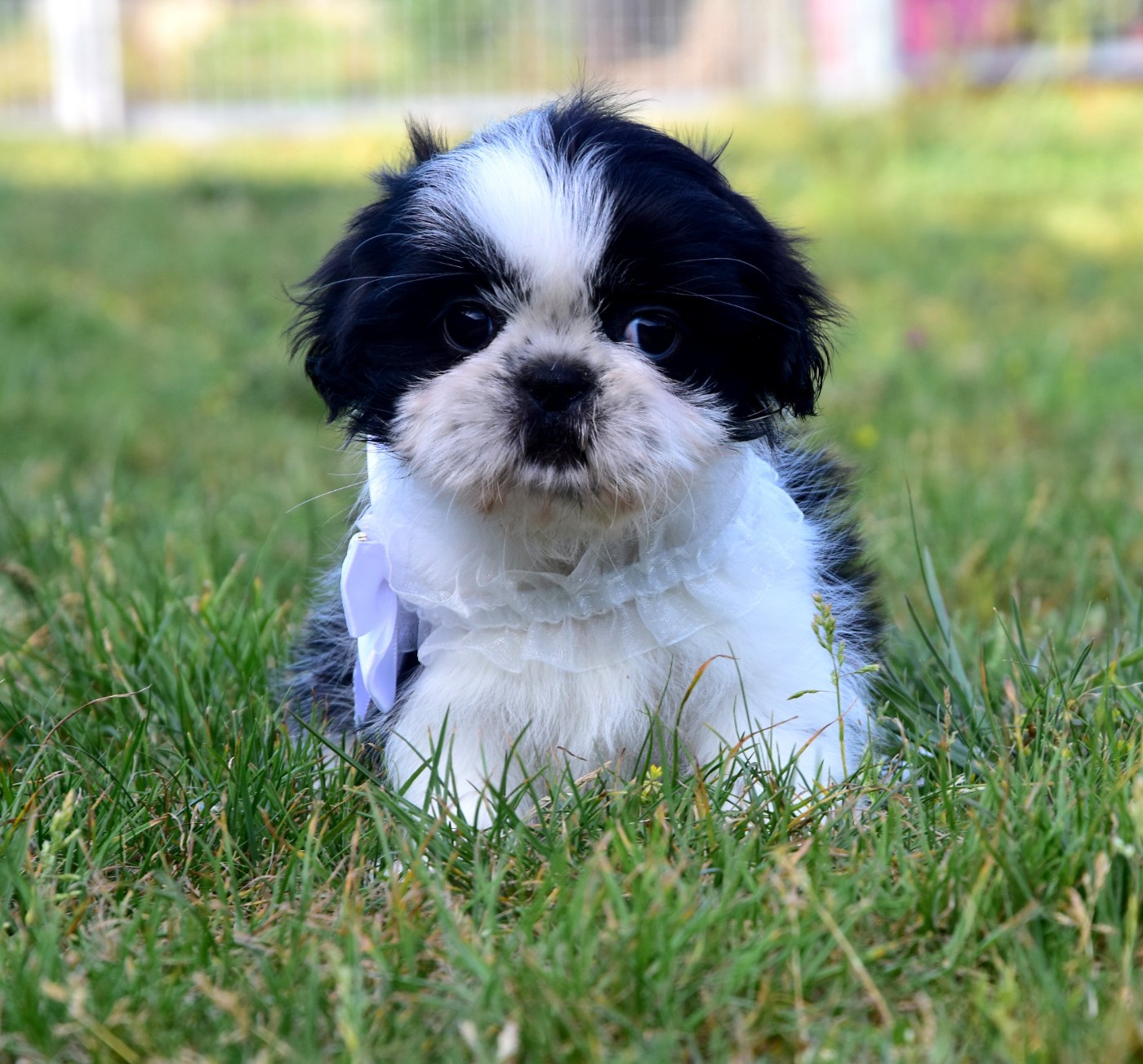 de la plaine du Jaelma - Chiots disponibles - Shih Tzu