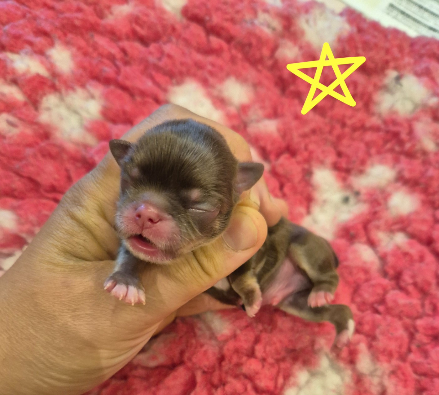 de la plaine du Jaelma - Chiots disponibles - Chihuahua