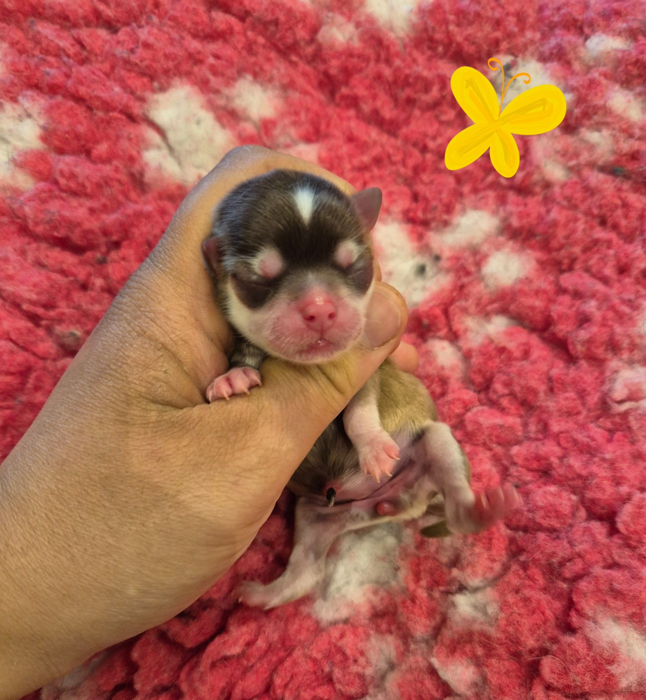 de la plaine du Jaelma - Chiots disponibles - Chihuahua