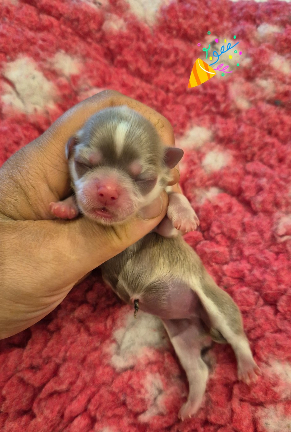 de la plaine du Jaelma - Chiots disponibles - Chihuahua