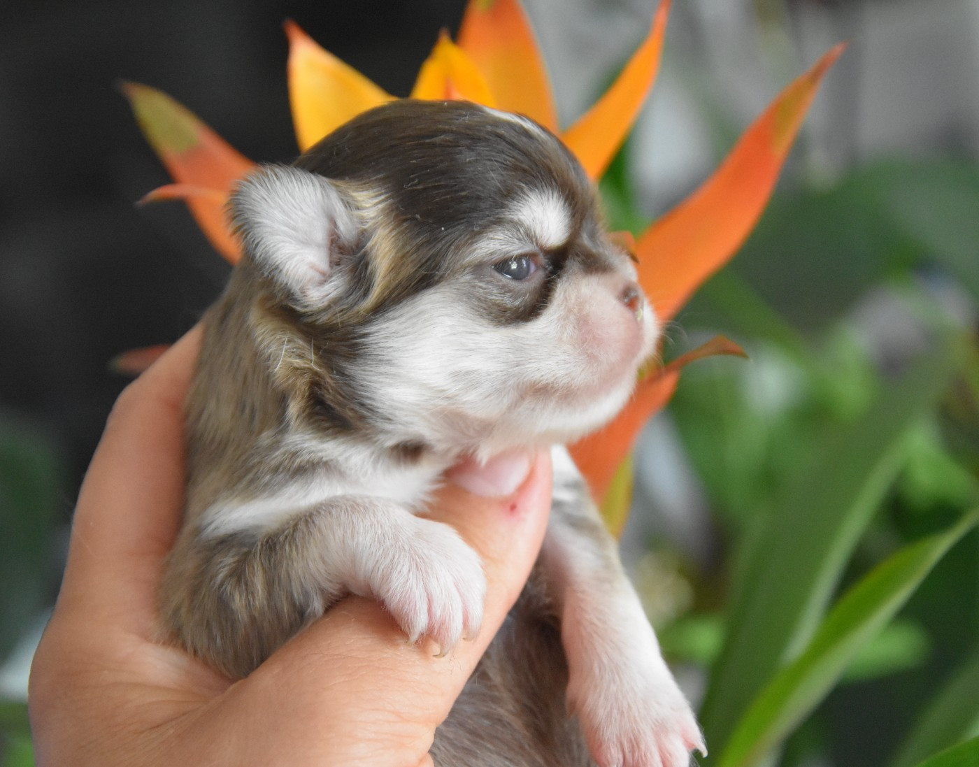 de la plaine du Jaelma - Chiots disponibles - Chihuahua