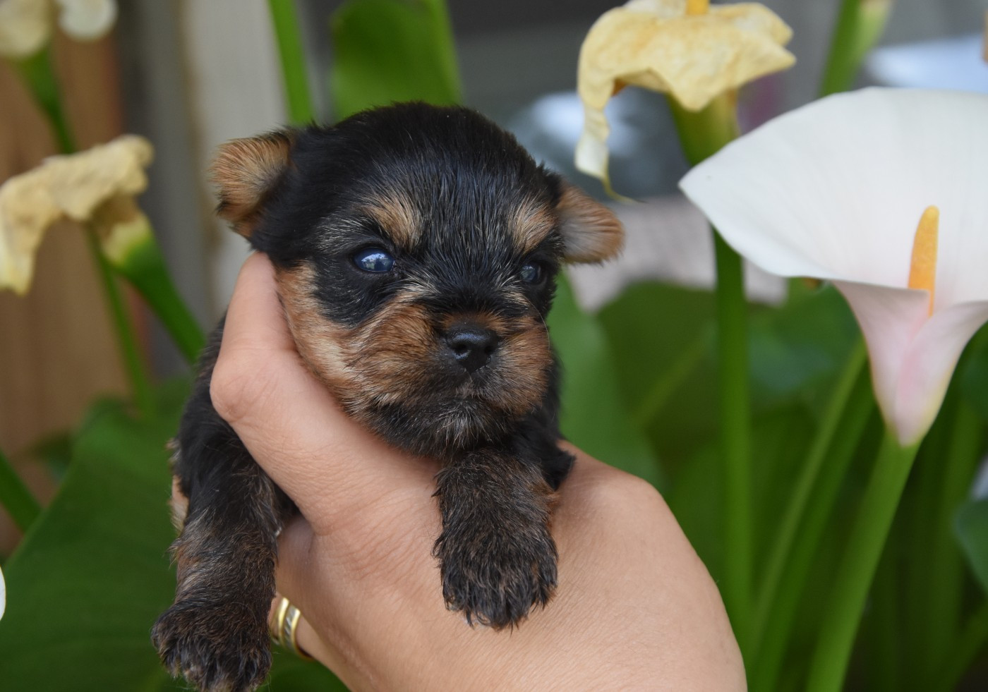 de la plaine du Jaelma - Chiots disponibles - Yorkshire Terrier