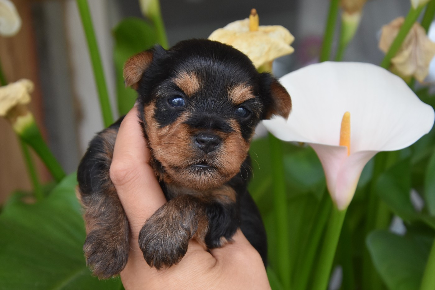 de la plaine du Jaelma - Chiots disponibles - Yorkshire Terrier