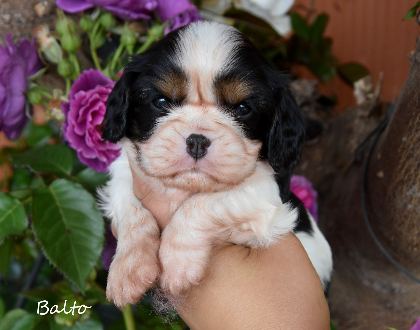 de la plaine du Jaelma - Chiots disponibles - Cavalier King Charles Spaniel