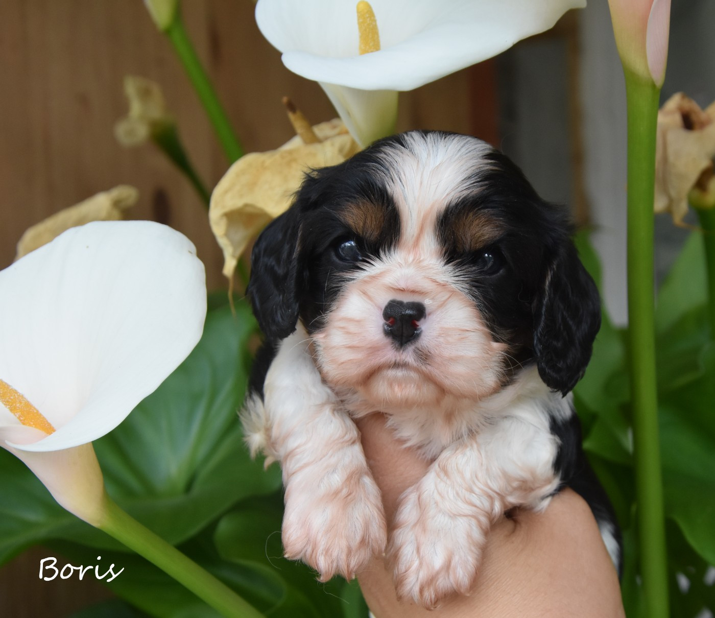de la plaine du Jaelma - Chiots disponibles - Cavalier King Charles Spaniel