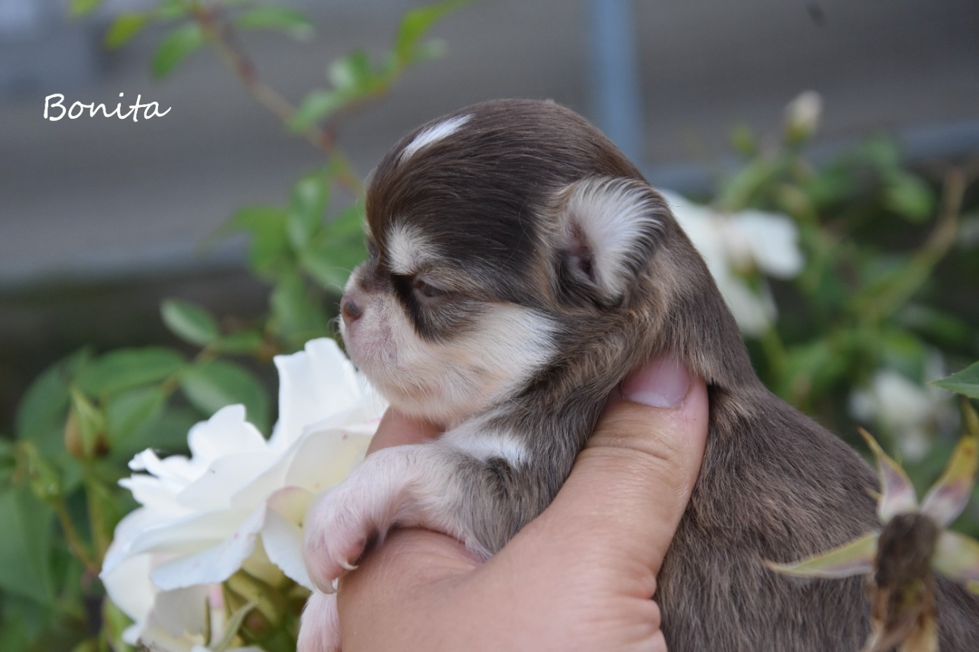 de la plaine du Jaelma - Chiots disponibles - Chihuahua