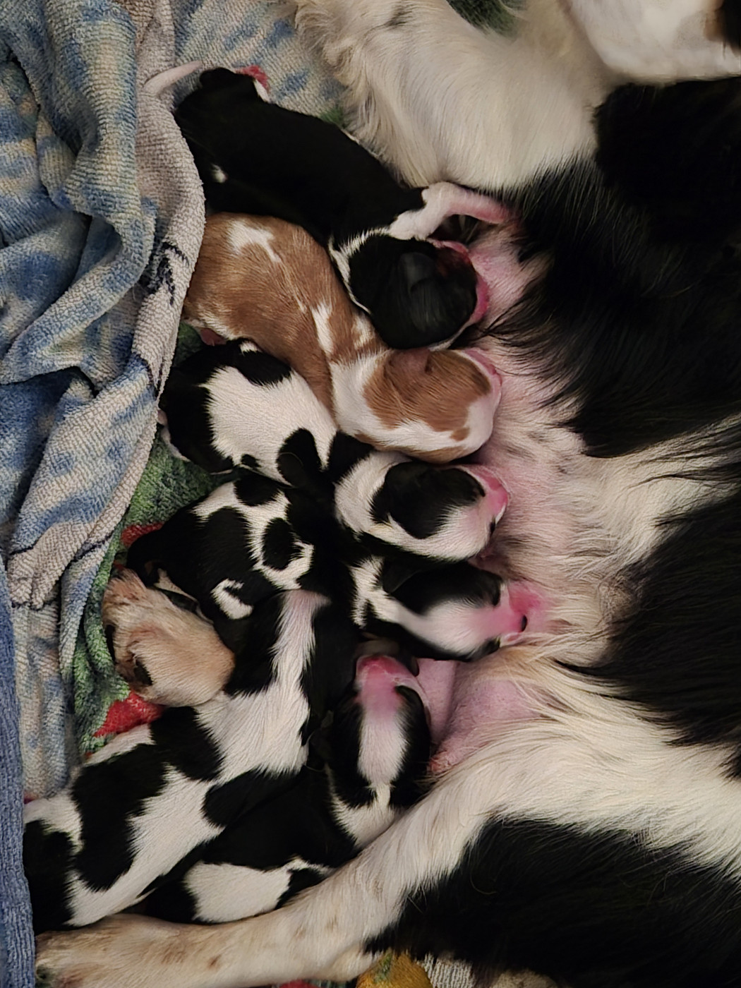 Chiot Cavalier King Charles Spaniel de la plaine du Jaelma