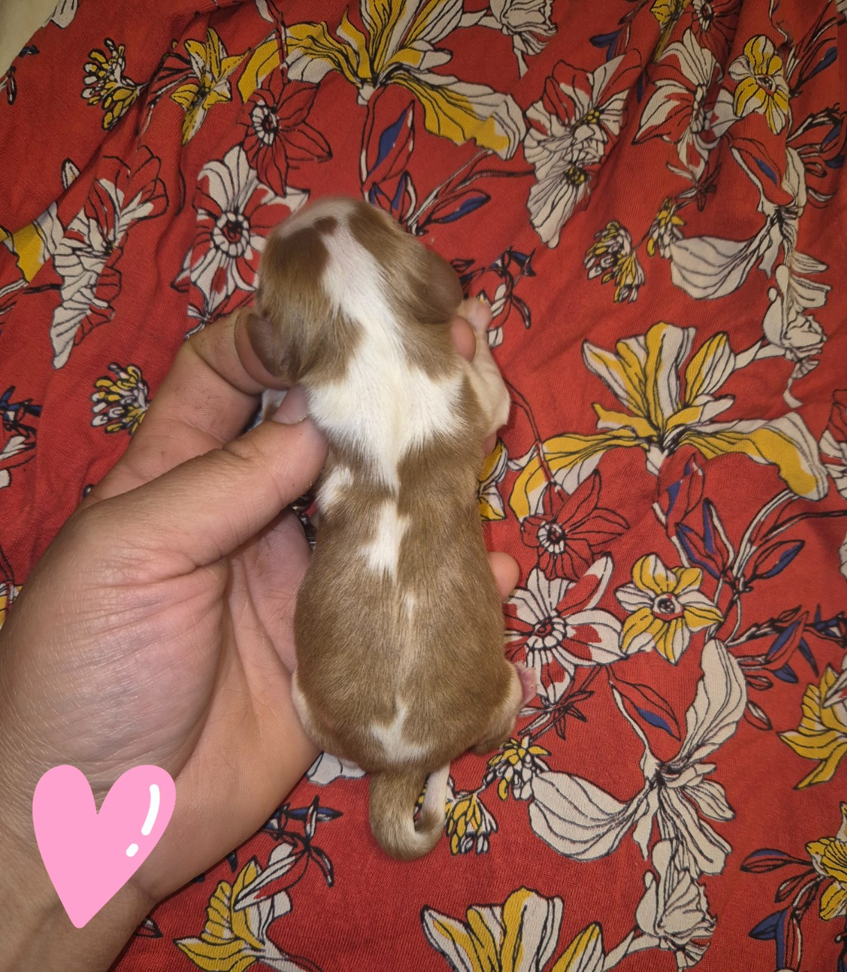 de la plaine du Jaelma - Chiots disponibles - Cavalier King Charles Spaniel