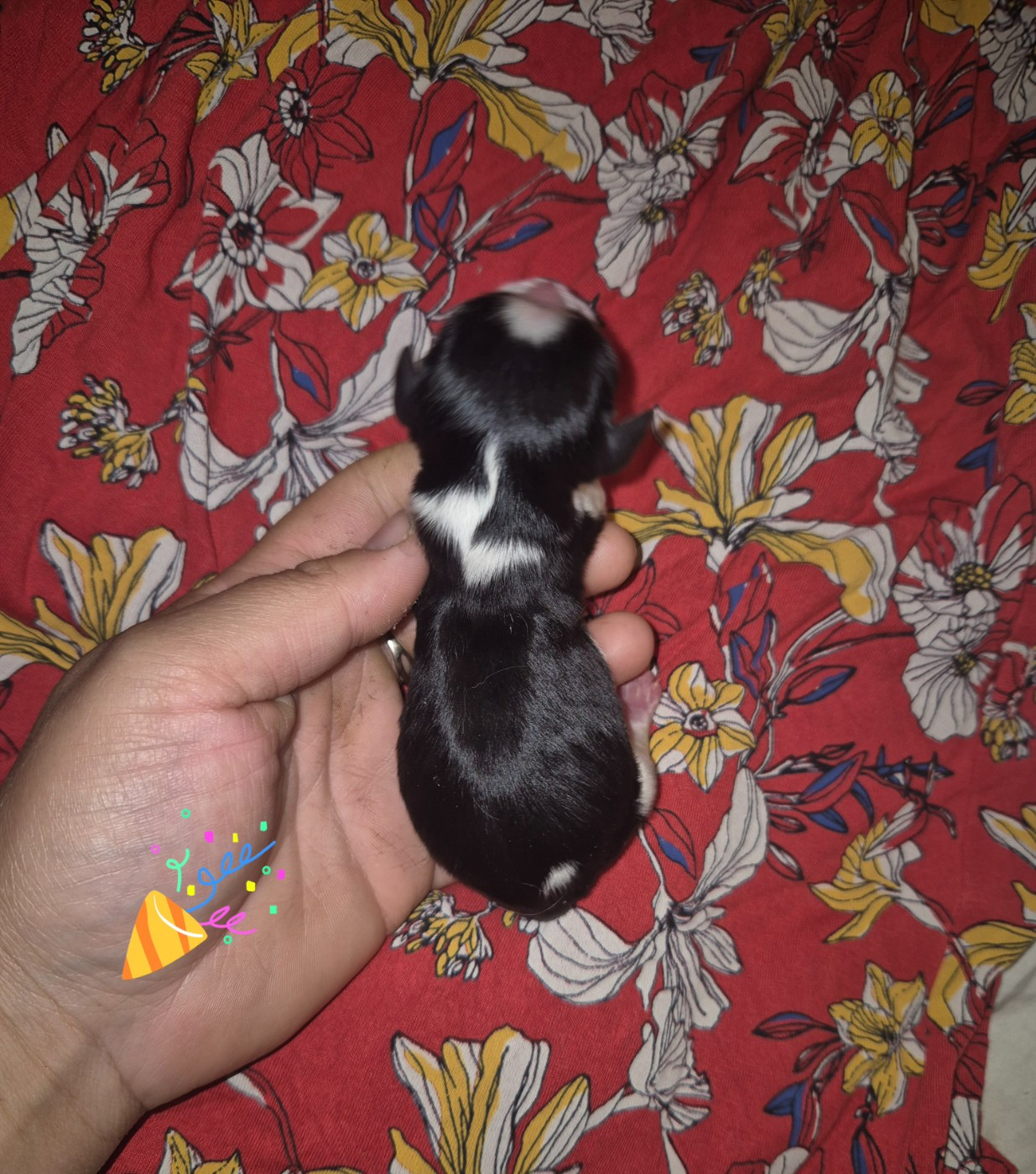 de la plaine du Jaelma - Chiots disponibles - Cavalier King Charles Spaniel