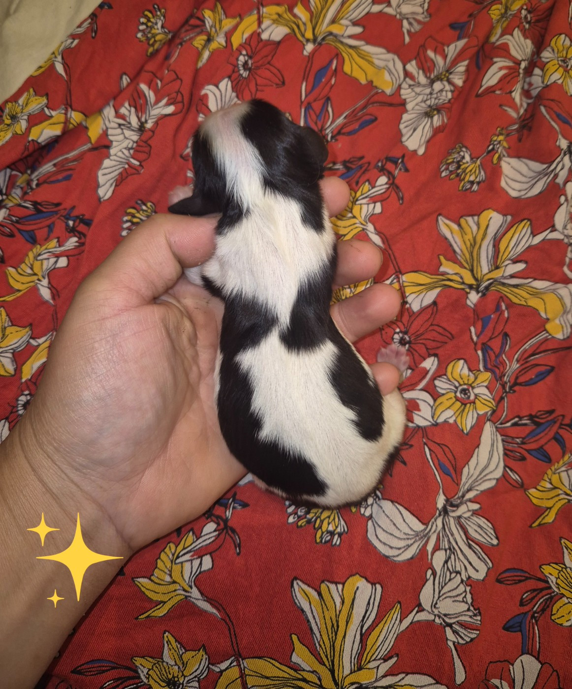 de la plaine du Jaelma - Chiots disponibles - Cavalier King Charles Spaniel