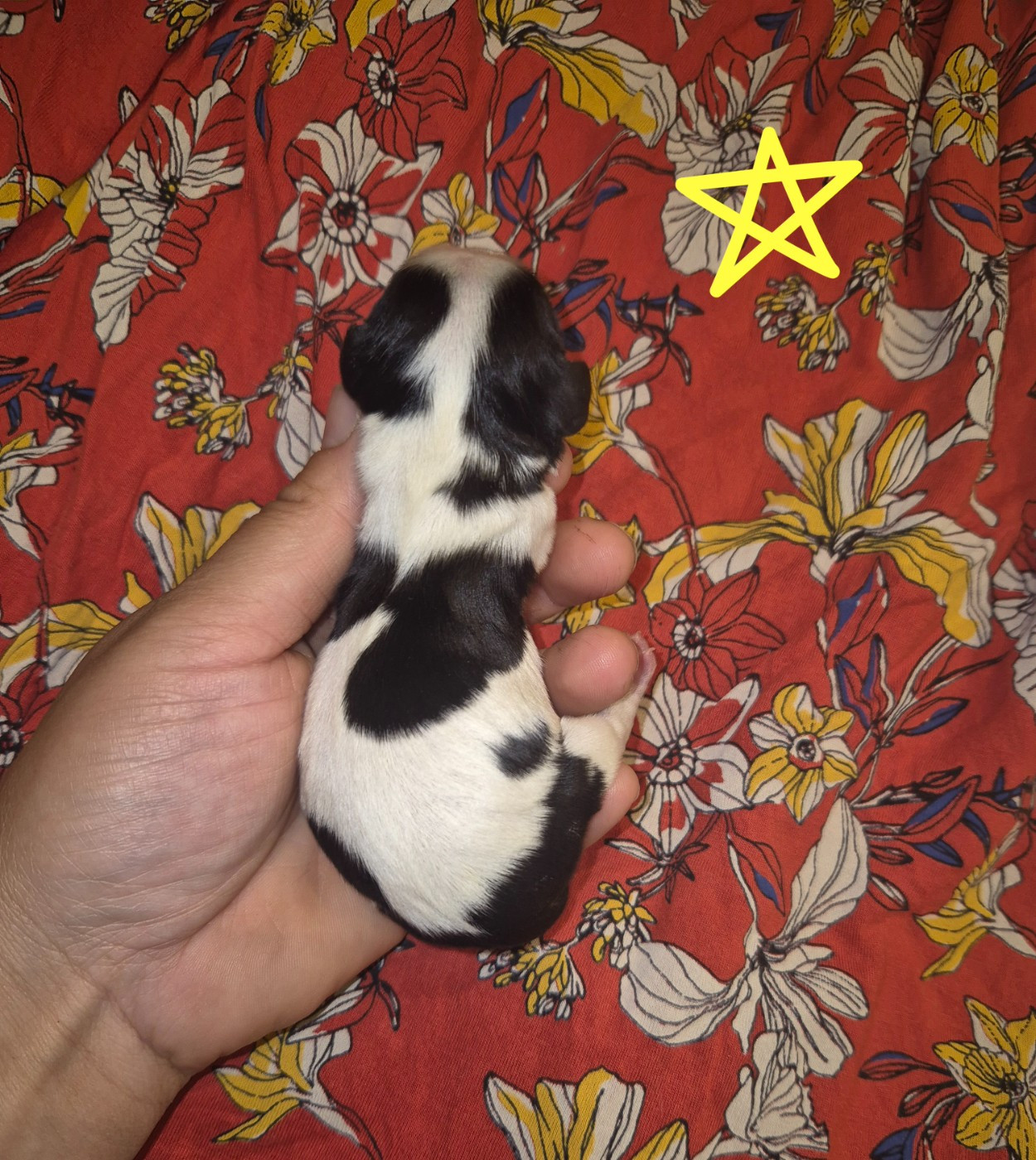 de la plaine du Jaelma - Chiots disponibles - Cavalier King Charles Spaniel