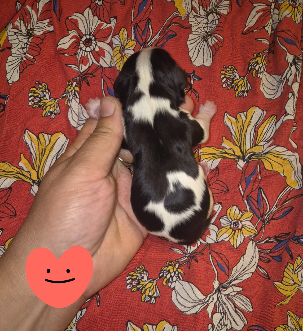 de la plaine du Jaelma - Chiots disponibles - Cavalier King Charles Spaniel