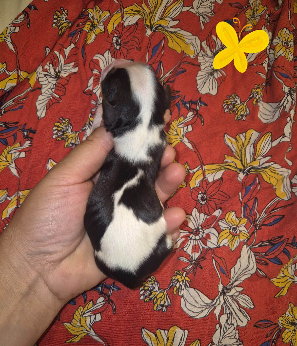 de la plaine du Jaelma - Chiots disponibles - Cavalier King Charles Spaniel