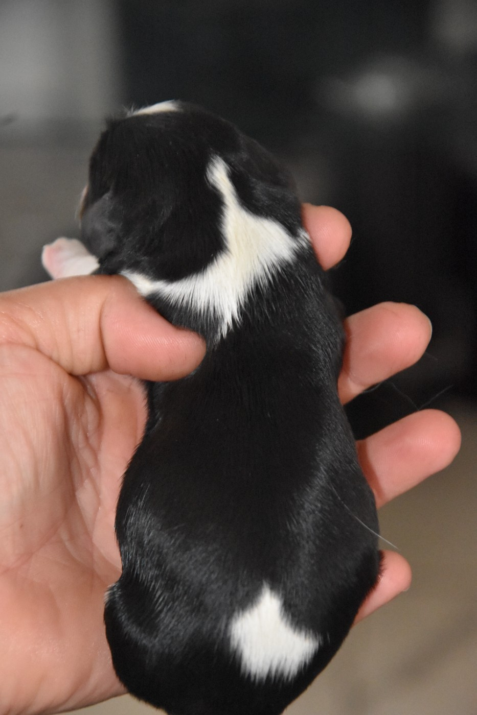 de la plaine du Jaelma - Chiots disponibles - Cavalier King Charles Spaniel