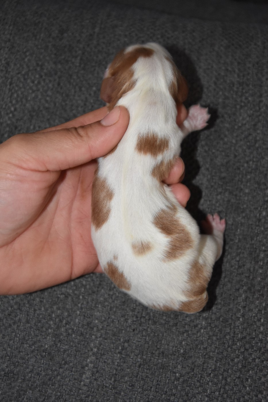 de la plaine du Jaelma - Chiots disponibles - Cavalier King Charles Spaniel