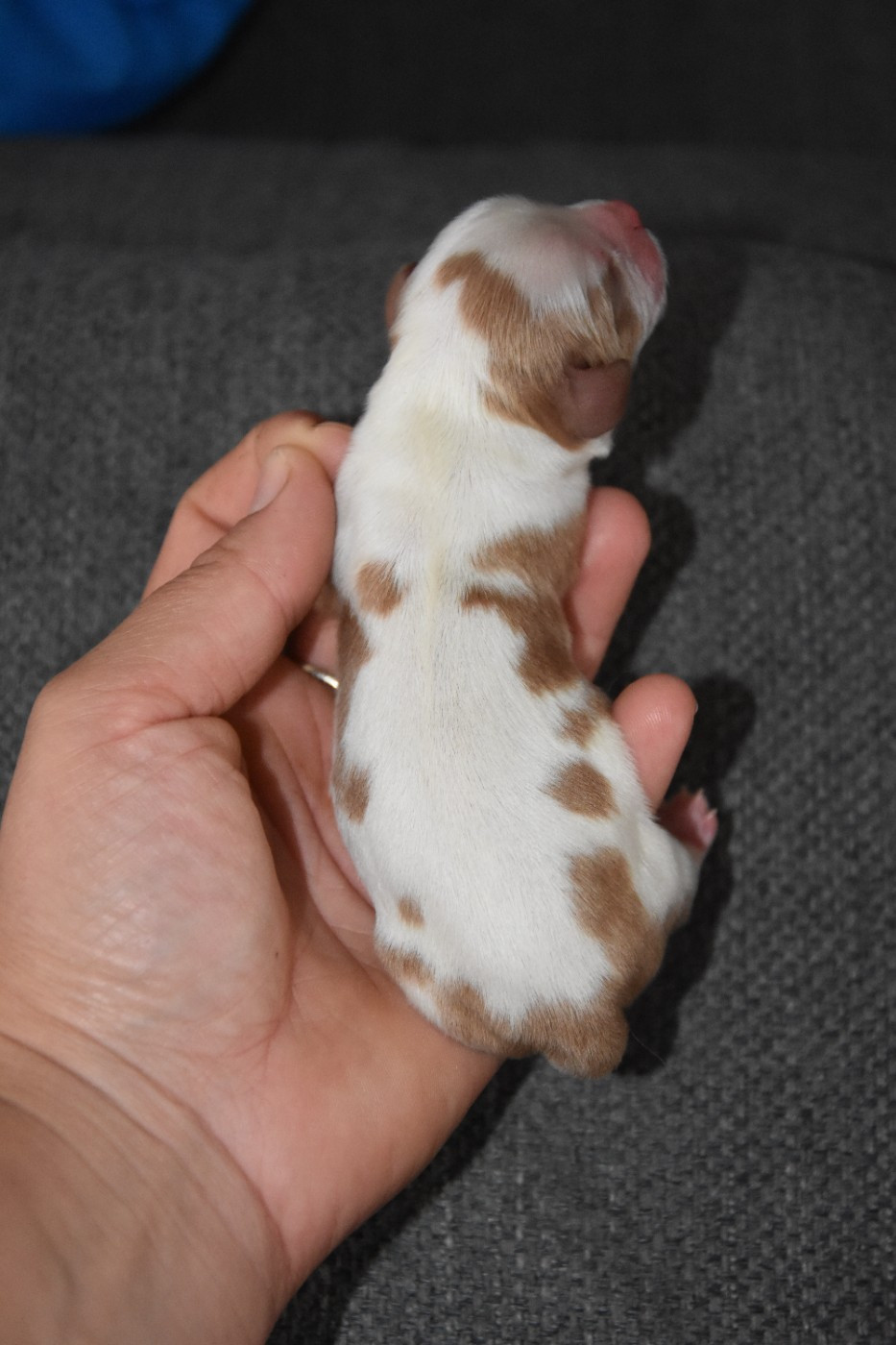 de la plaine du Jaelma - Chiots disponibles - Cavalier King Charles Spaniel