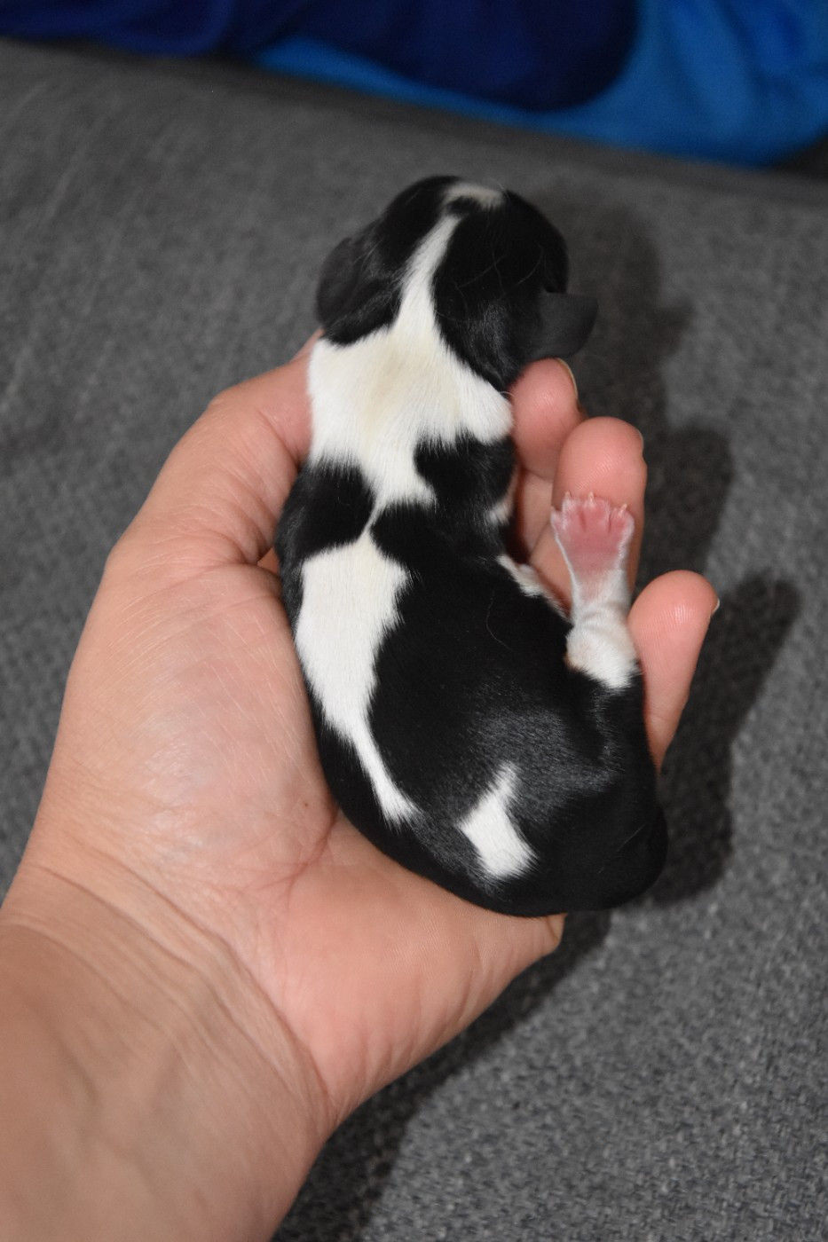 de la plaine du Jaelma - Chiots disponibles - Cavalier King Charles Spaniel