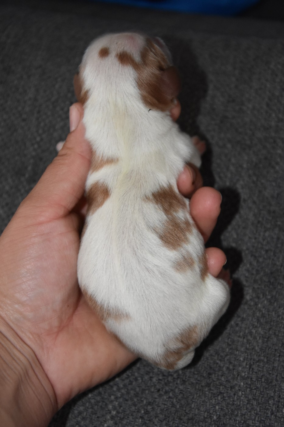 de la plaine du Jaelma - Chiots disponibles - Cavalier King Charles Spaniel