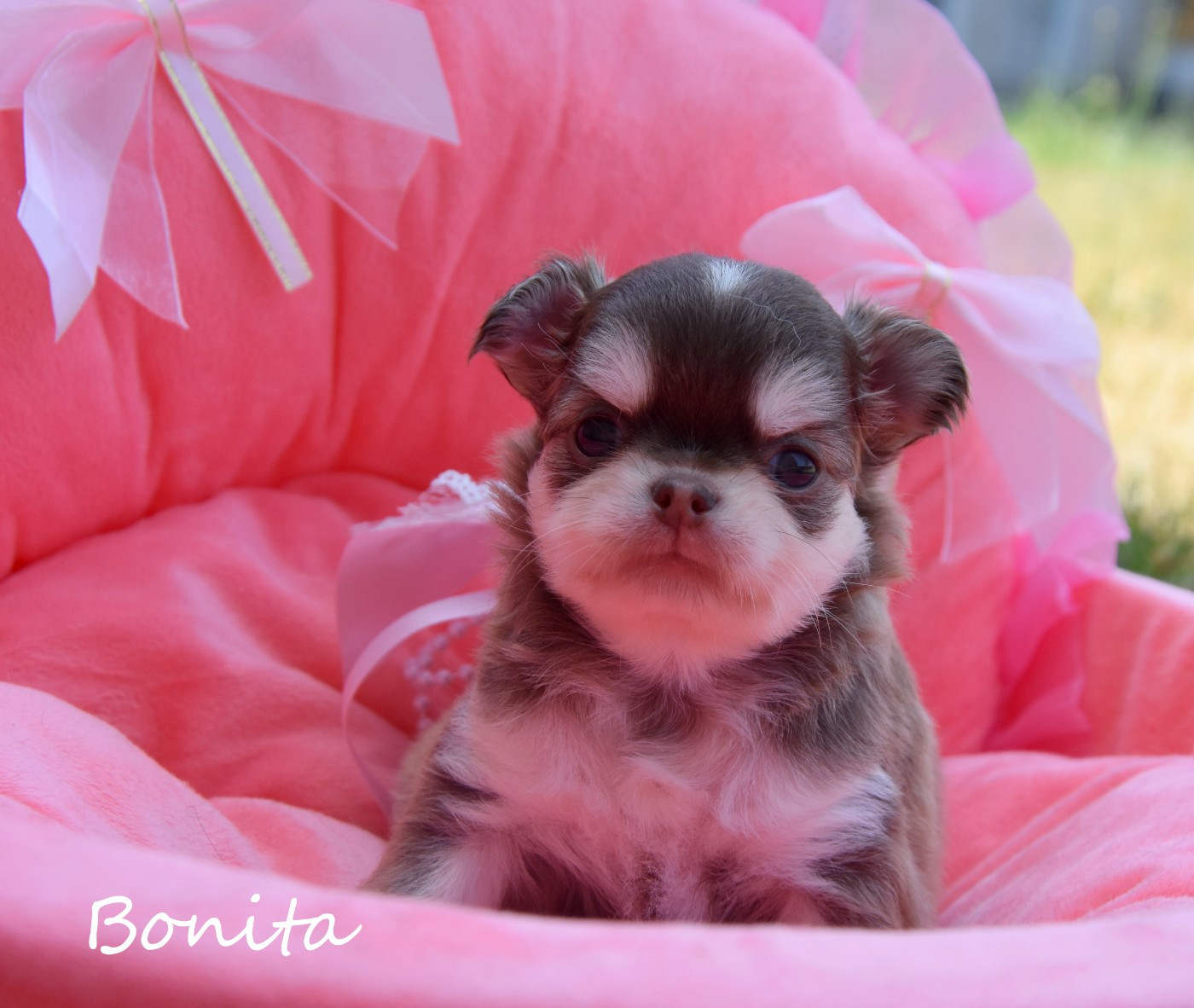 de la plaine du Jaelma - Chiots disponibles - Chihuahua