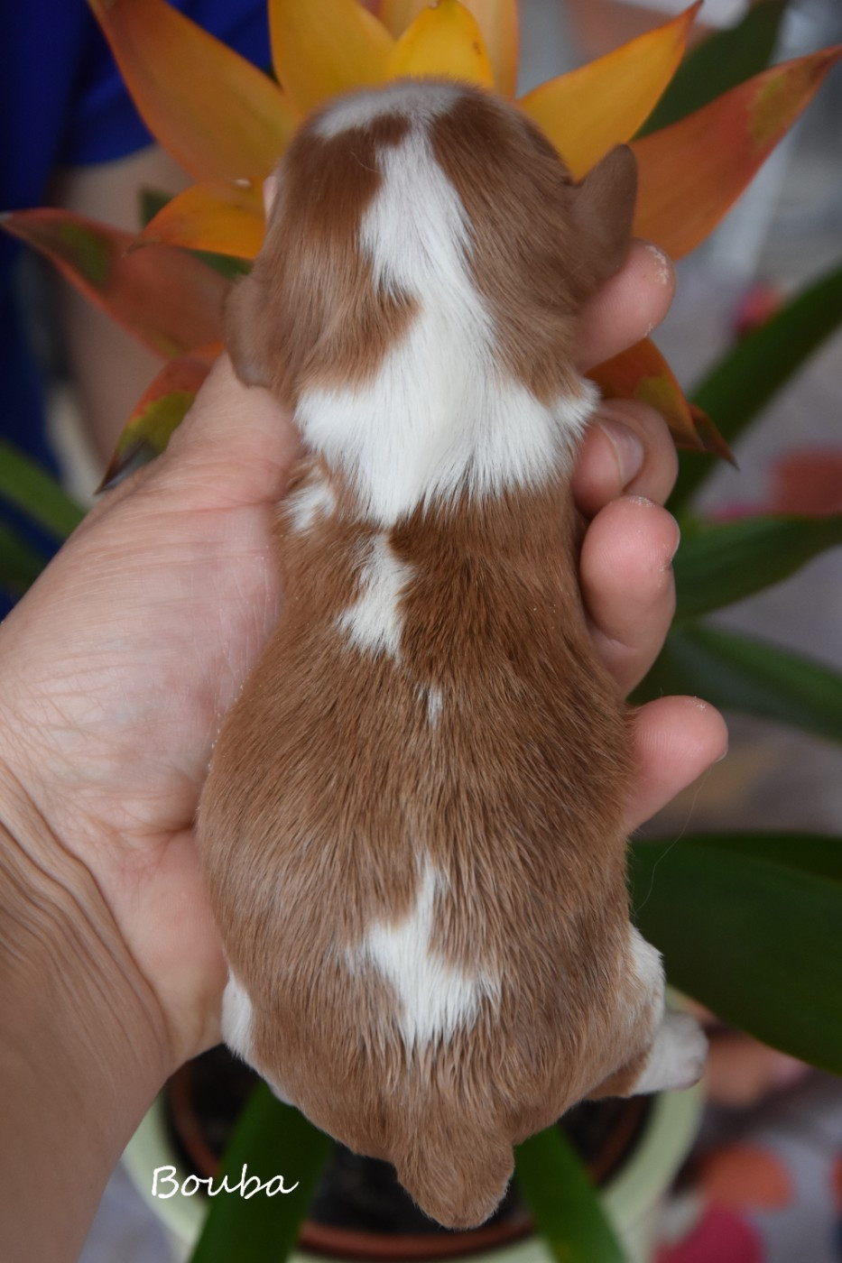 de la plaine du Jaelma - Chiots disponibles - Cavalier King Charles Spaniel