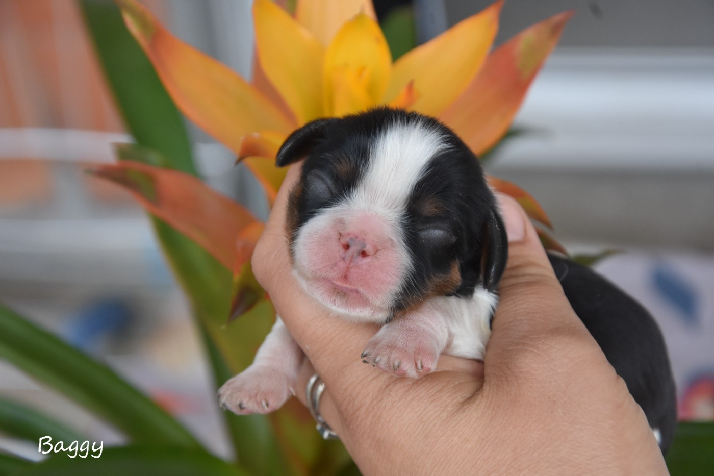 de la plaine du Jaelma - Chiots disponibles - Cavalier King Charles Spaniel