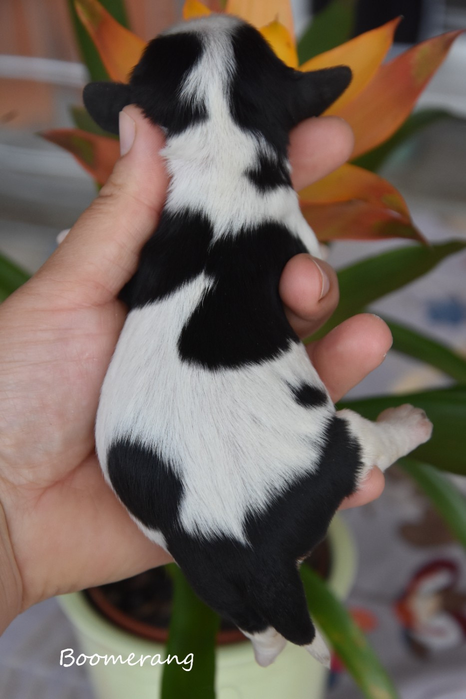 de la plaine du Jaelma - Chiots disponibles - Cavalier King Charles Spaniel