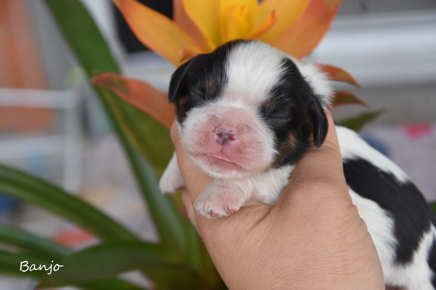 de la plaine du Jaelma - Chiots disponibles - Cavalier King Charles Spaniel