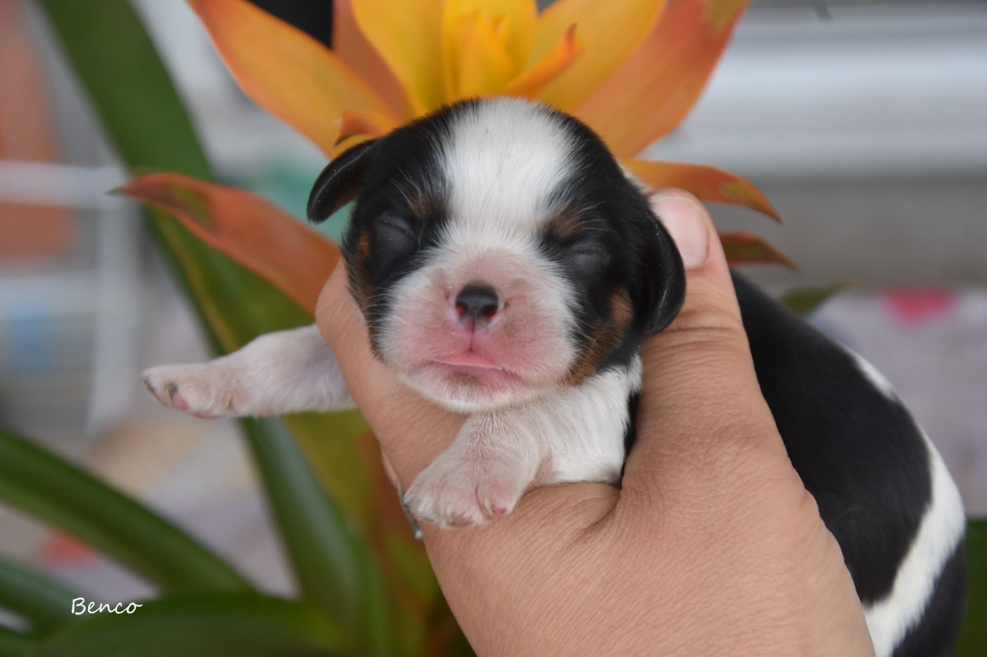 de la plaine du Jaelma - Chiots disponibles - Cavalier King Charles Spaniel