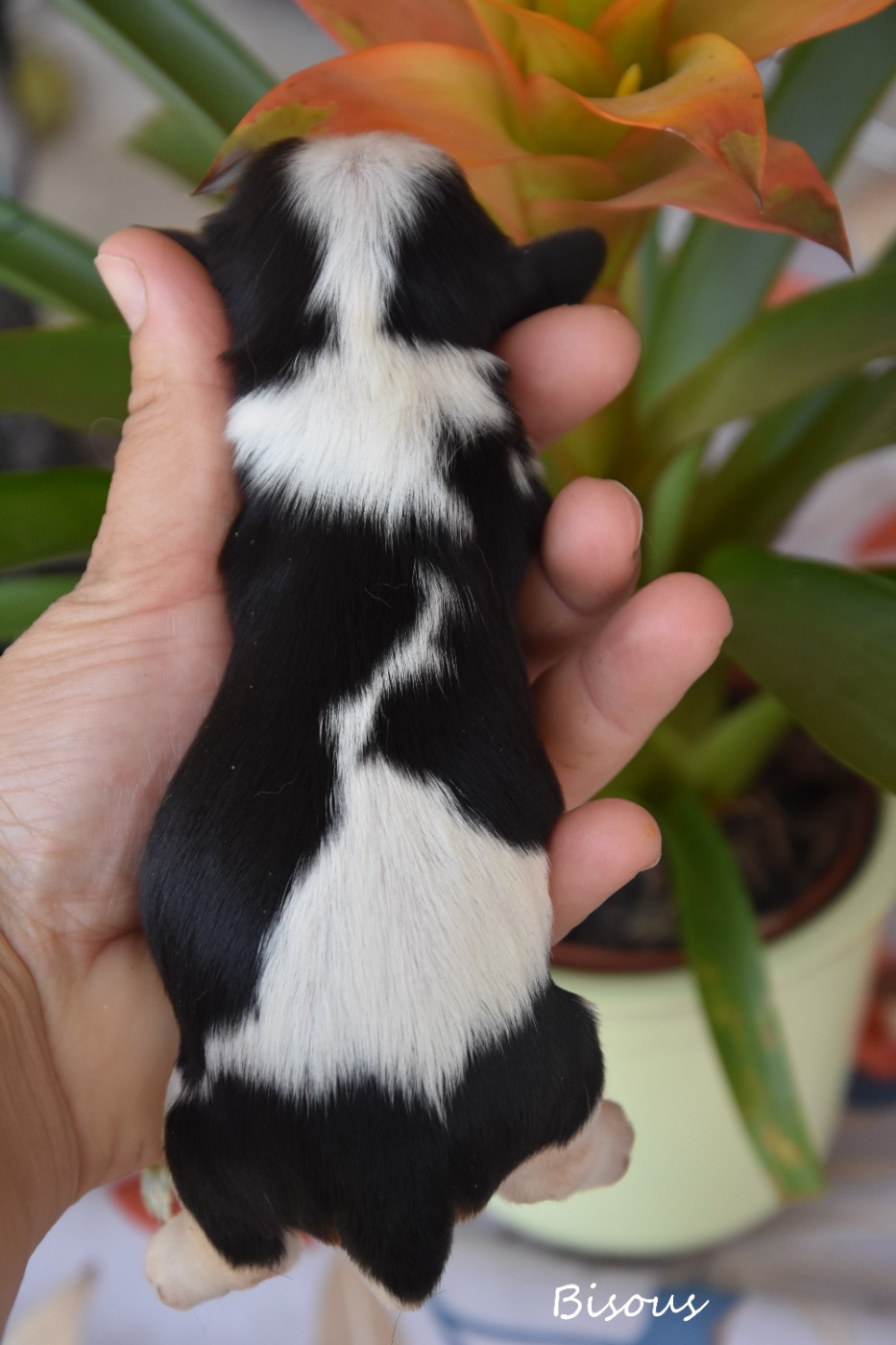 de la plaine du Jaelma - Chiots disponibles - Cavalier King Charles Spaniel