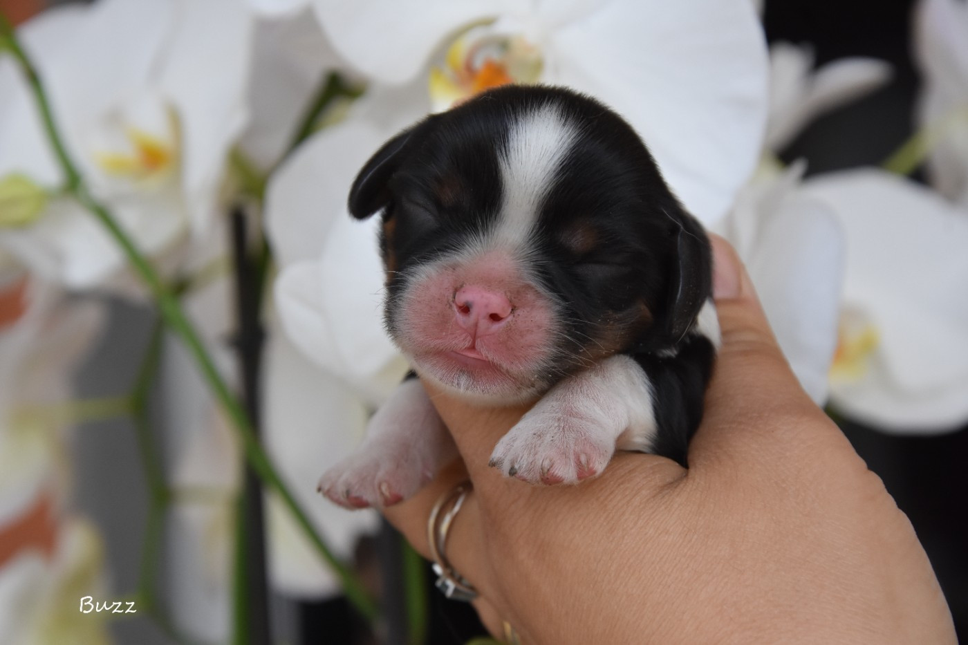 de la plaine du Jaelma - Chiots disponibles - Cavalier King Charles Spaniel