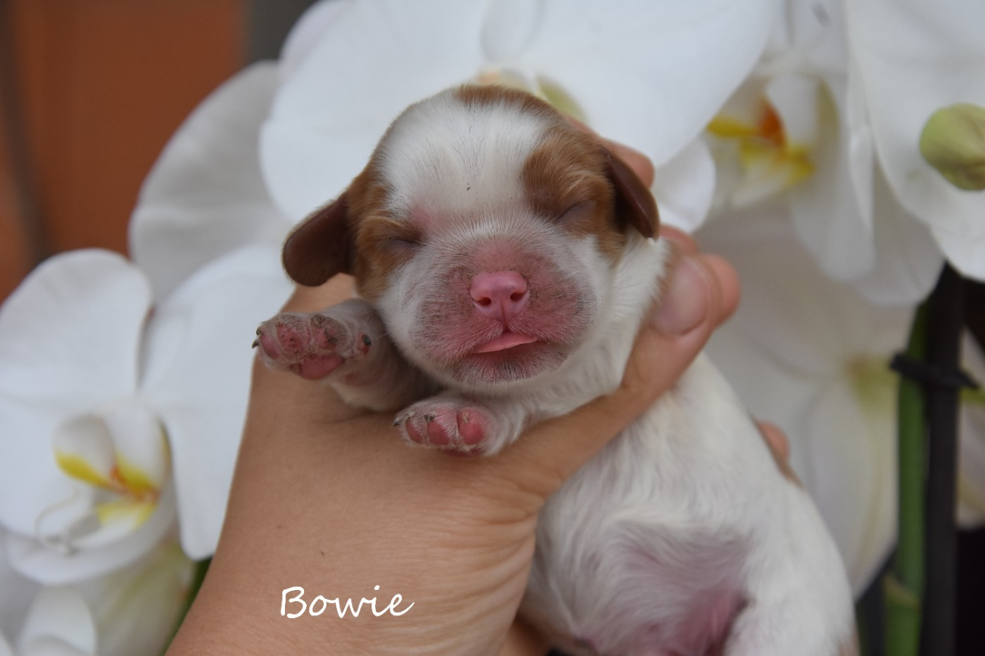 de la plaine du Jaelma - Chiots disponibles - Cavalier King Charles Spaniel