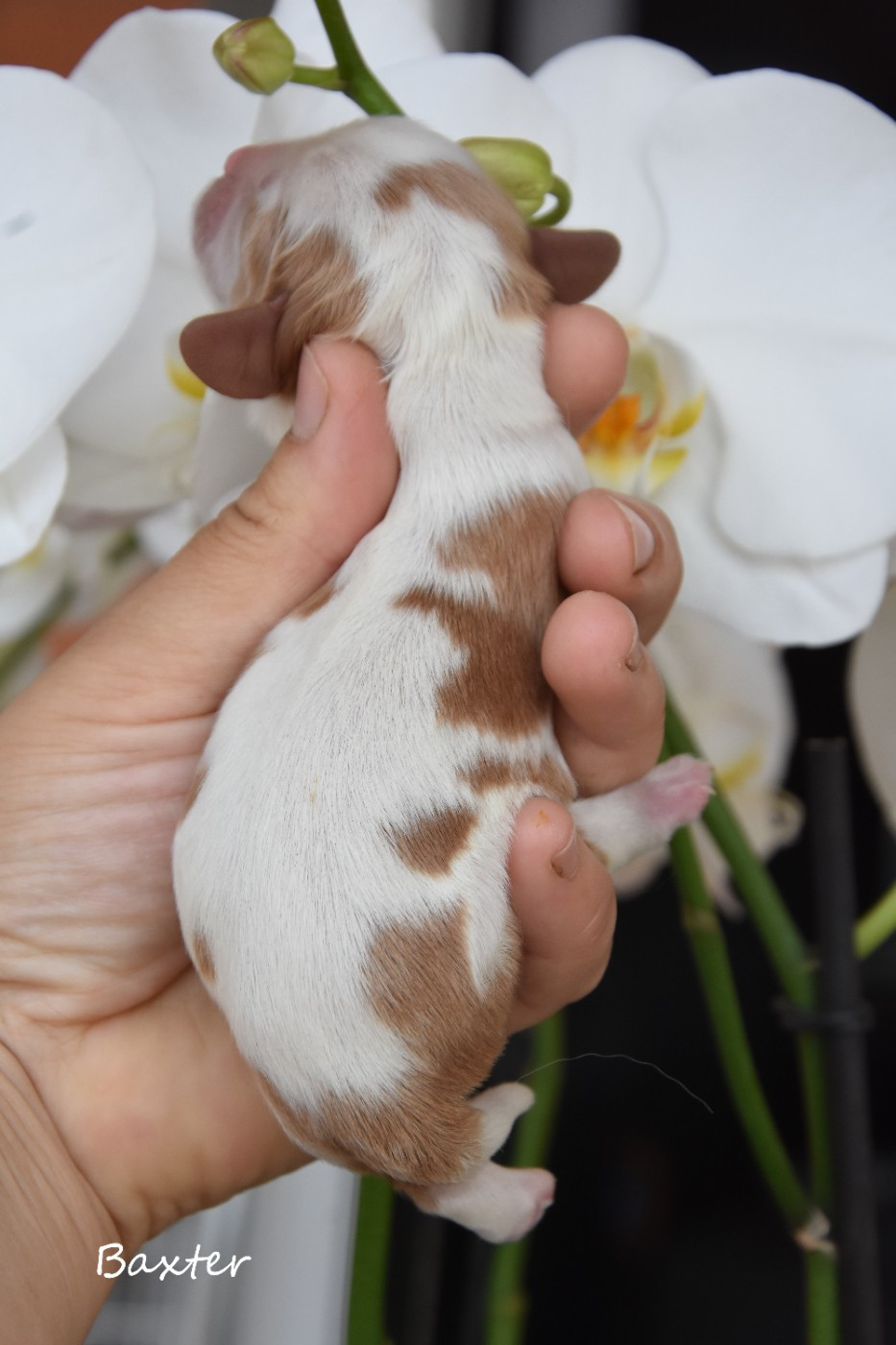 de la plaine du Jaelma - Chiots disponibles - Cavalier King Charles Spaniel