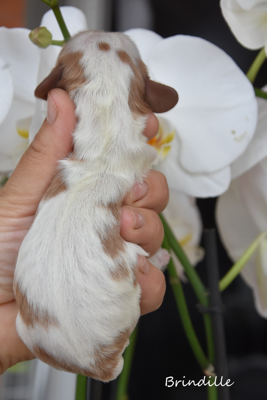 de la plaine du Jaelma - Chiots disponibles - Cavalier King Charles Spaniel