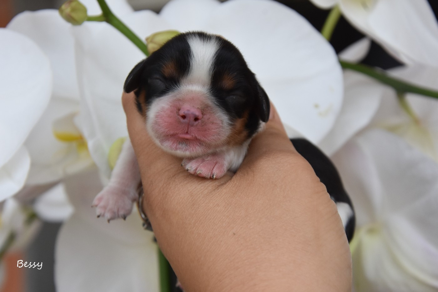 de la plaine du Jaelma - Chiots disponibles - Cavalier King Charles Spaniel