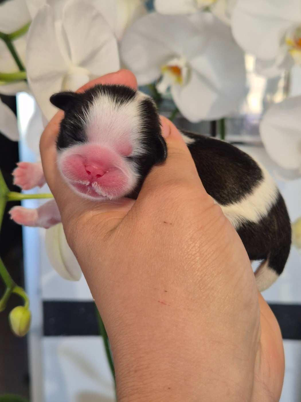 de la plaine du Jaelma - Chiots disponibles - Shih Tzu