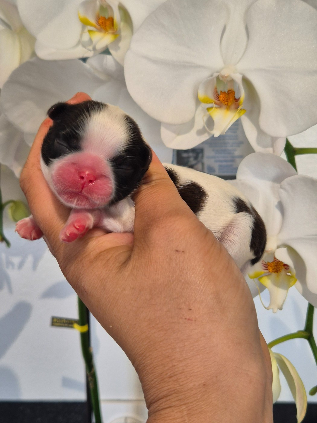 de la plaine du Jaelma - Chiots disponibles - Shih Tzu