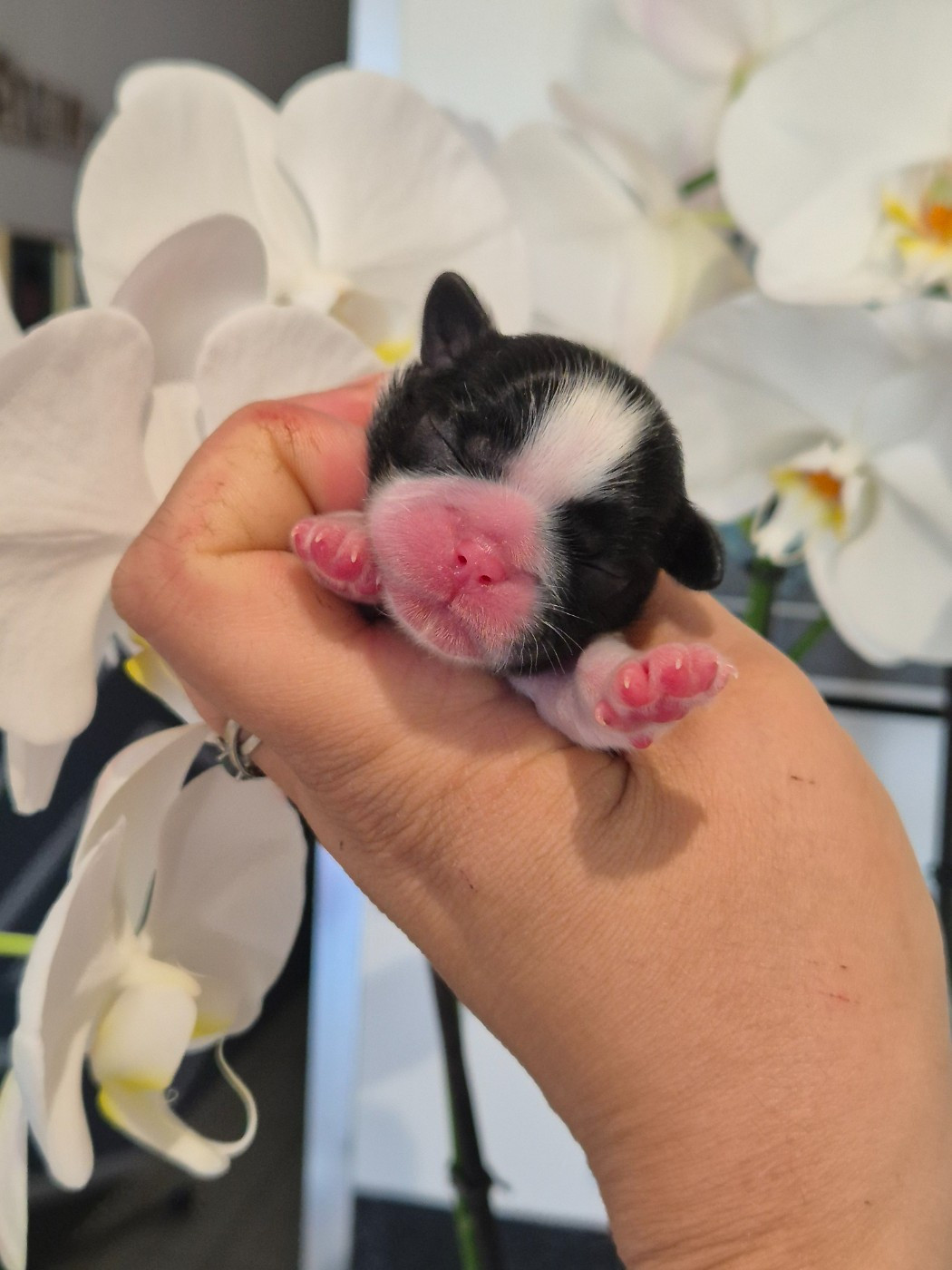 de la plaine du Jaelma - Chiots disponibles - Shih Tzu