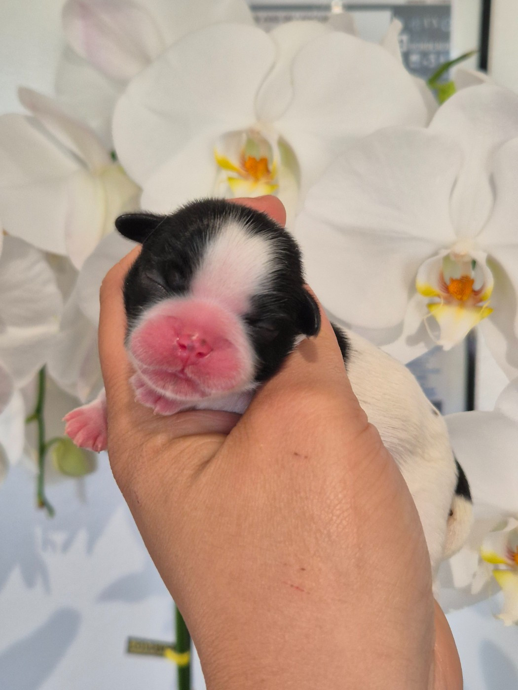de la plaine du Jaelma - Chiots disponibles - Shih Tzu