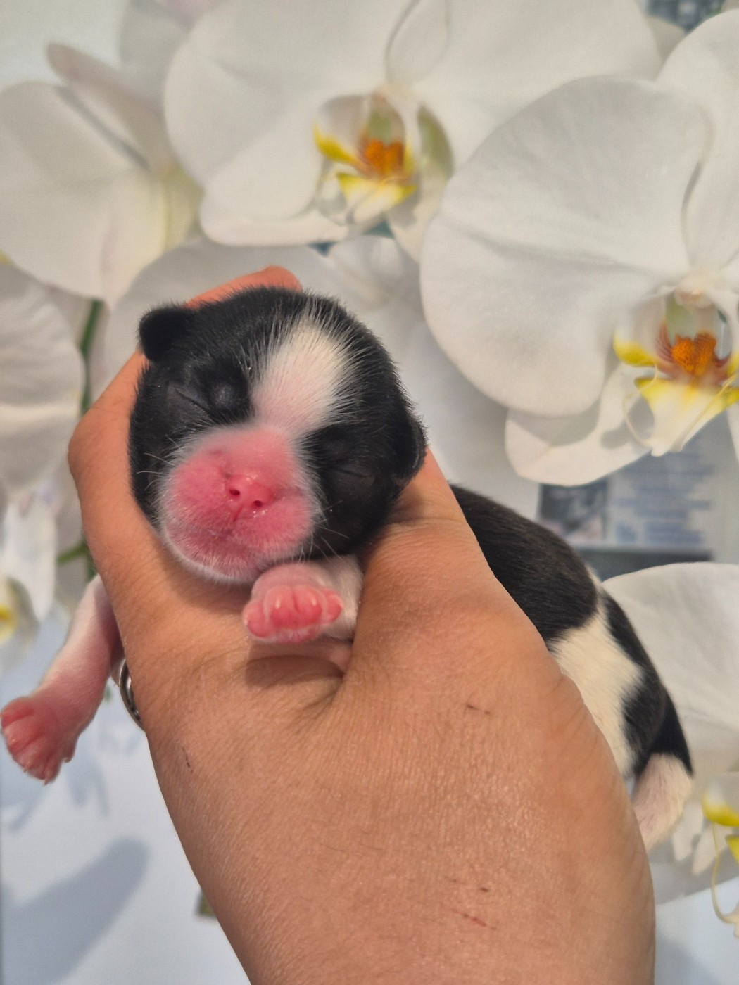 de la plaine du Jaelma - Chiots disponibles - Shih Tzu