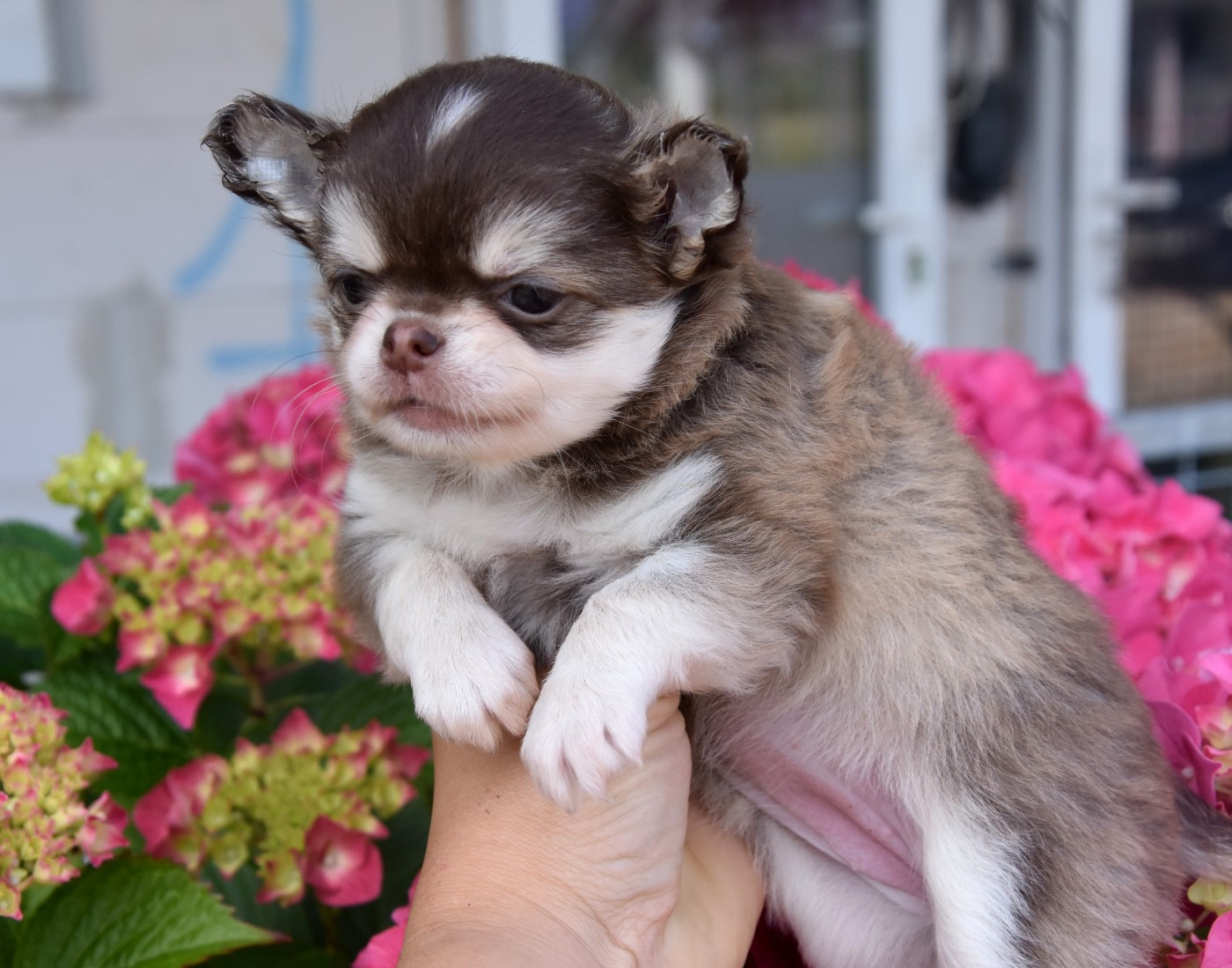 de la plaine du Jaelma - Chiots disponibles - Chihuahua