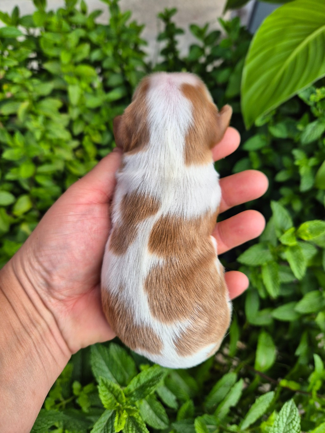 de la plaine du Jaelma - Chiots disponibles - Cavalier King Charles Spaniel